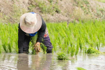 transplant rice seedlings