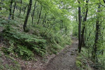 View of a path through a lush green summer forest, Vitosha mountain, Bulgaria 