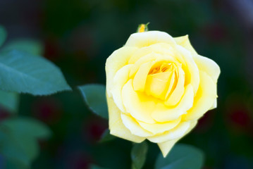 yellow rose