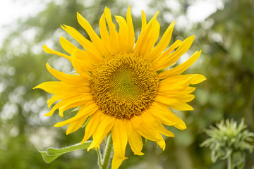 Sunflower
