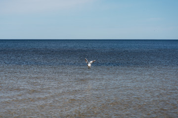 Naklejka premium Calm in Baltic sea.