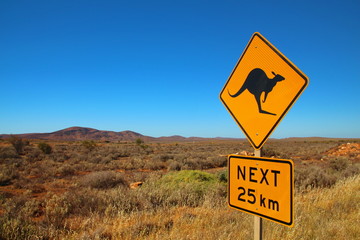 Kangaroos on the road