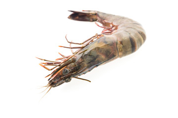 Tiger prawn shrimp