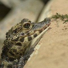 Small crocodile