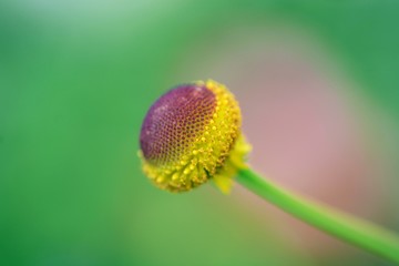 ヘレニウム　オータムロリポップのアップ