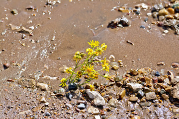 Flower yellow on the wet sand