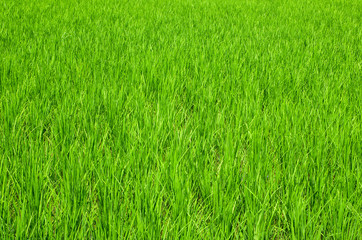 Verdant rice fields in Thailand