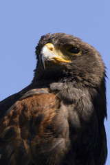Looking eagle
