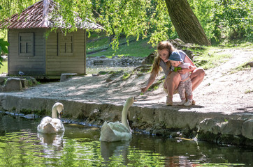 Mom and daughter feeding swans on the lake in the park