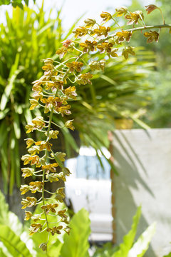 Fototapeta Grammatophyllum scriptum
