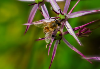 Blume  Biene , Blüte, Sommer