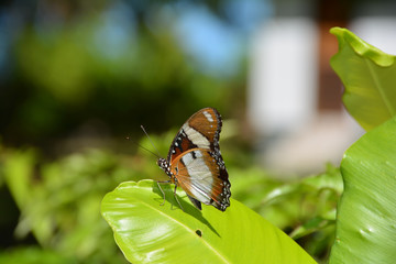 Tropischer Schmetterling auf einem Blatt - Seychellen