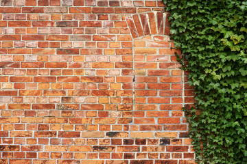 Strukturierte Backsteinmauer mit Efeu bewachsen 