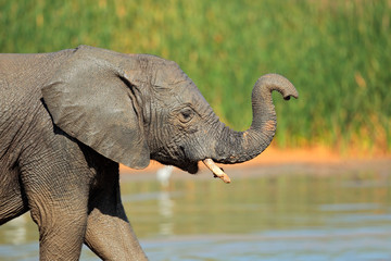 Young elephant at waterhole, Addo Elephant National Park