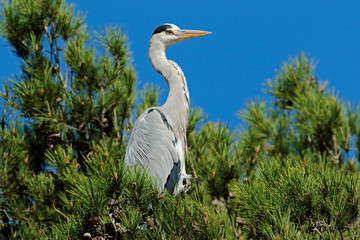 Grey heron in a tree