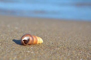 Shell on sandy beach