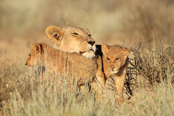 Lioness with small cubs, Kalahari desert
