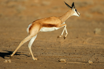 Running springbok antelope, Kalahari desert - obrazy, fototapety, plakaty