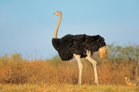 Male ostrich with chicks, Kalahari desert