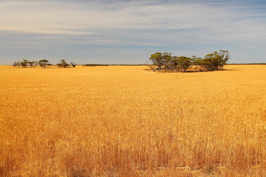 Australian Wheat Fields