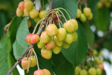 Organic cherry on a branch