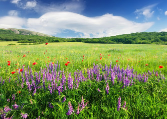 Field with flowers in mountain valley. Natural summer landscape.