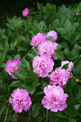 cespuglio di peonie rosa