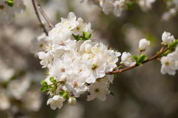 Cherry branch with flowers in the spring
