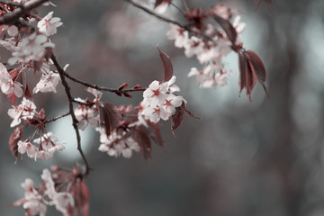 Oriental cherry branch with flowers in the spring, toning