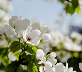 Obraz premium branch of the blossoming pear tree lit with the sun