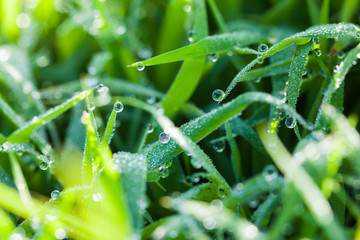 Dew on grass.
