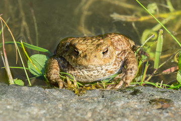 Toad sitting at the water edge looking up