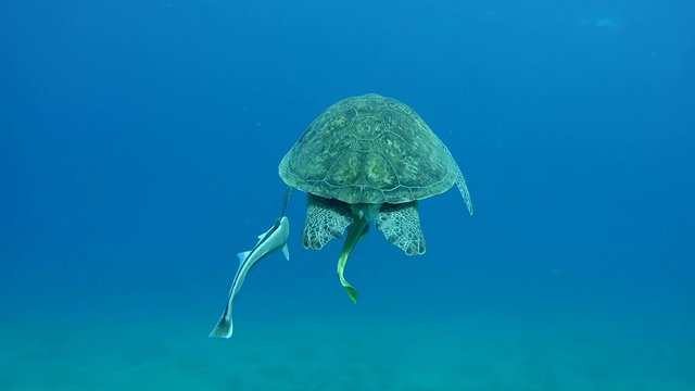  green sea turtle (Chelonia mydas) swimming in blue water, 