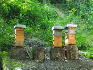 3 Ruches Warr&eacute;