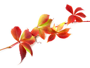 Red autumn twig of grapes leaves