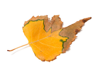 Autumn dried leaf of birch