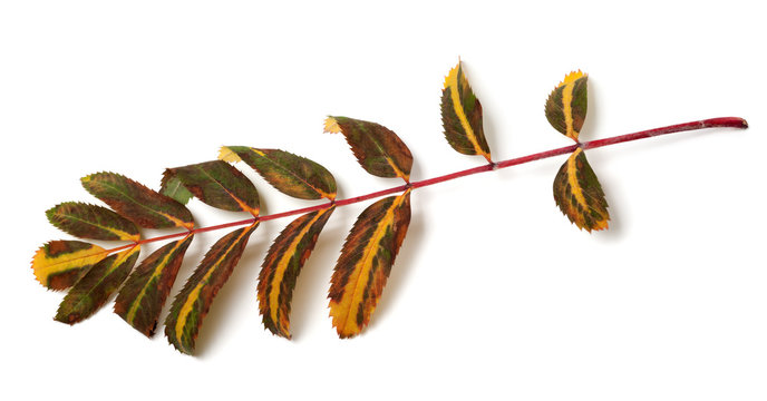 Multicolor leaves of rowan