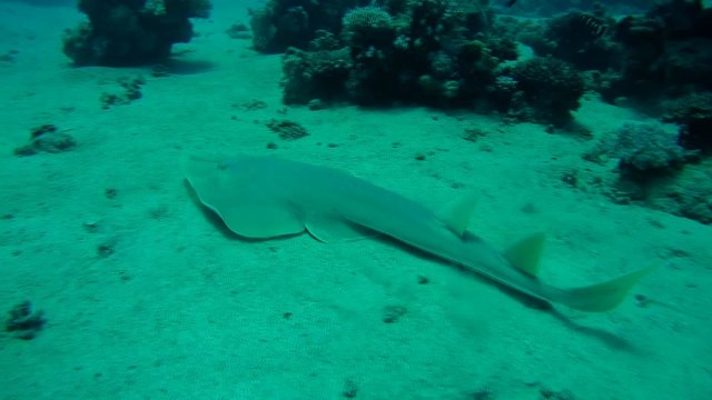 &nbsp;thornback guitarfish&nbsp;(Platyrhinoidis triseriata) Red sea, 