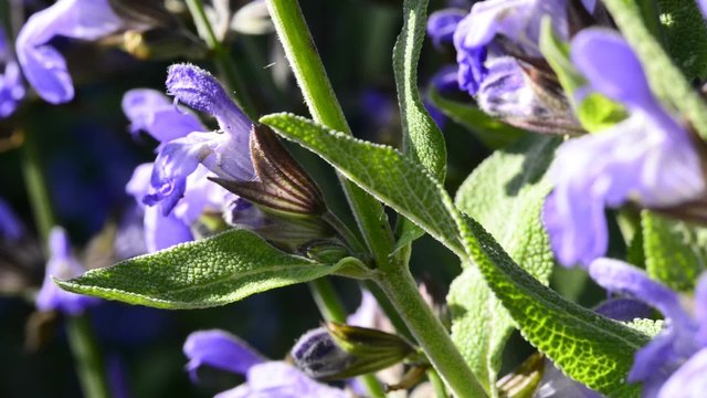 Salbei, Bl&uuml;te der Heil-und Gew&uuml;rzpflanze