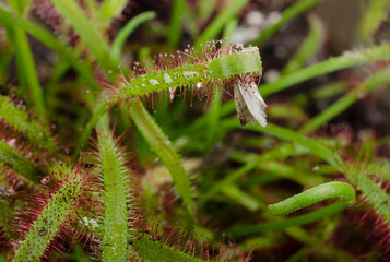 Kapsonnentau rollt Motte ein