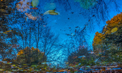 reflection in a pond