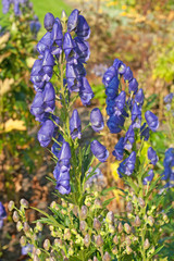 Rittersporn - Delphinium