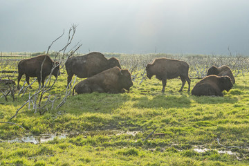 Obraz premium Bisons