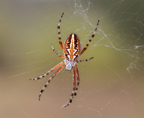 Araña en telaraña