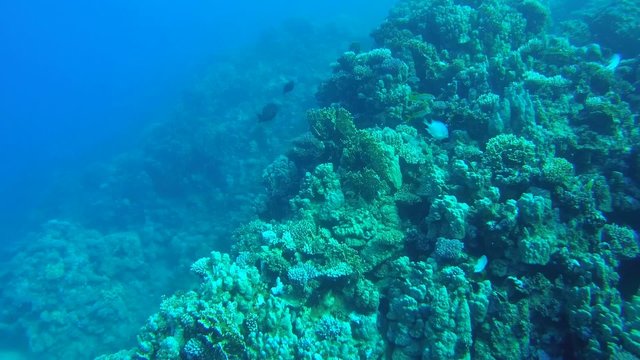  The life of a coral reef, Red sea, Marsa Alam, Abu Dabab 

