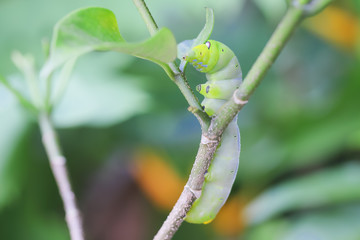 Green caterpillar Insects