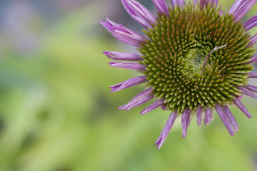 Close-up of a flower