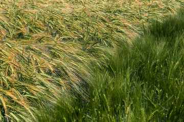 Background with wheat 14
