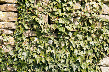 Ivy Covered Wall