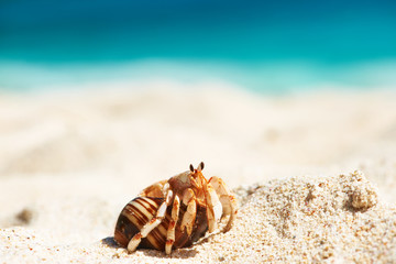 Hermit crab at beach